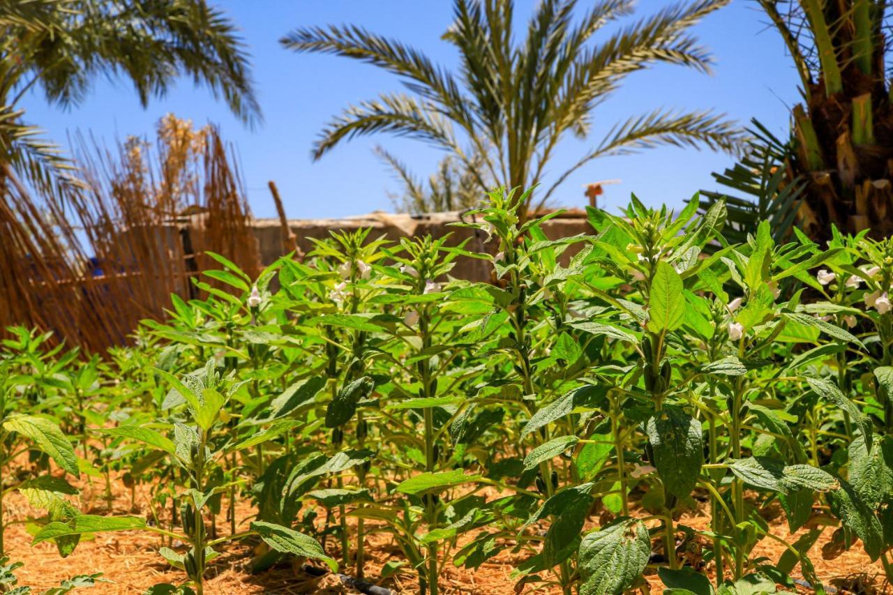 Habiba Beach Lodge Nuweiba` Esterno foto